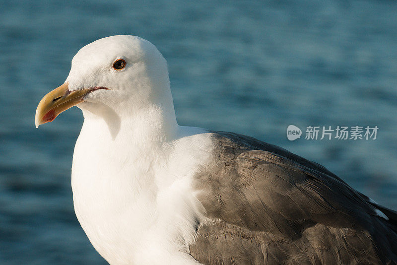 西部黄金