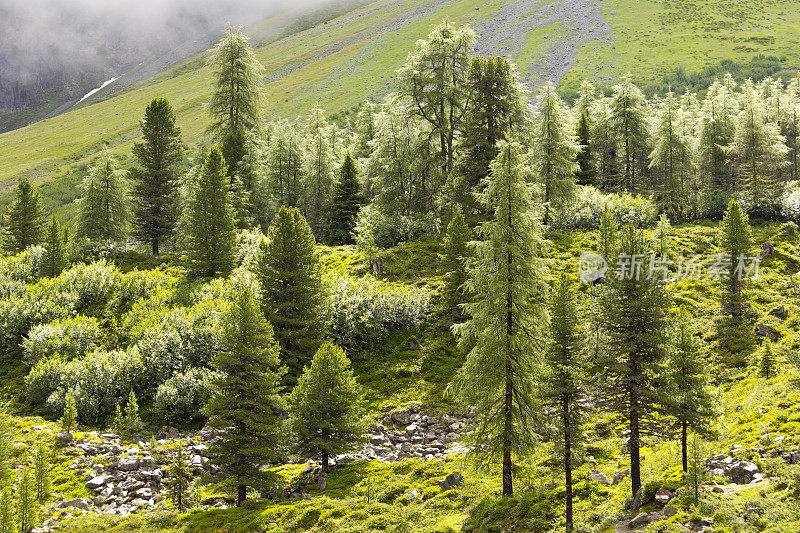 阿尔卑斯山的夏季景观