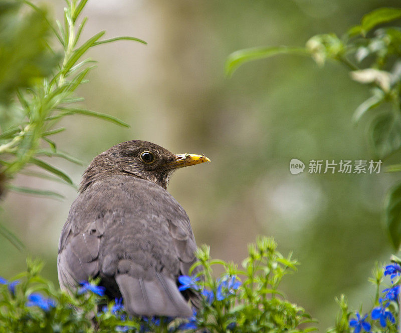 雌性黑鹂在看相机