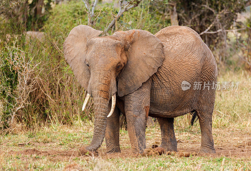 非洲象，塔兰吉，坦桑尼亚非洲