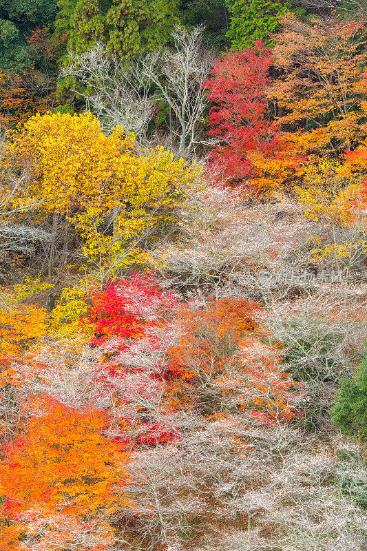 名古屋、大原樱的秋天