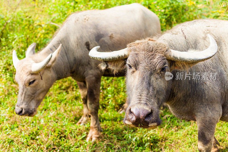 两只亚洲牛在印度尼西亚放牧