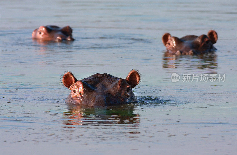 三只河马正对着摄像机，大部分都淹没在水中