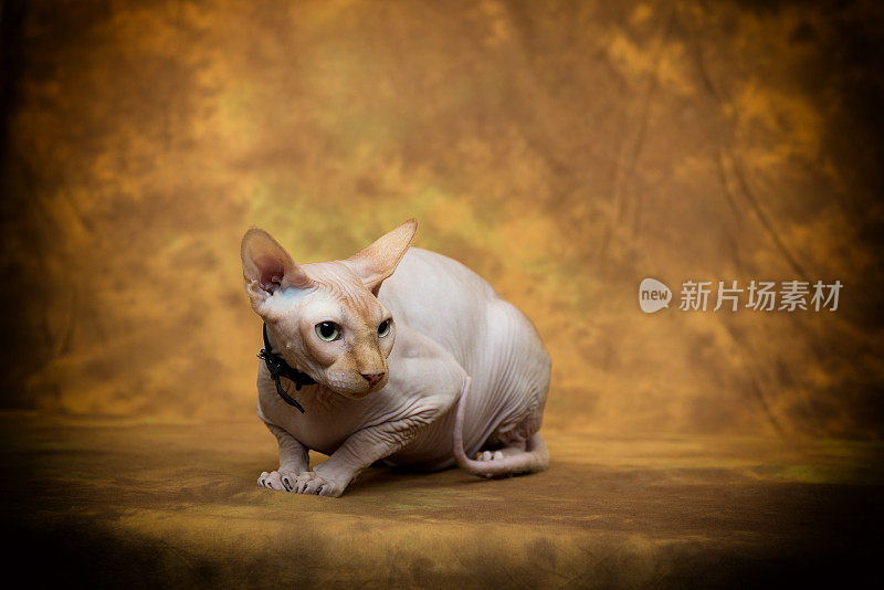 sphynx猫