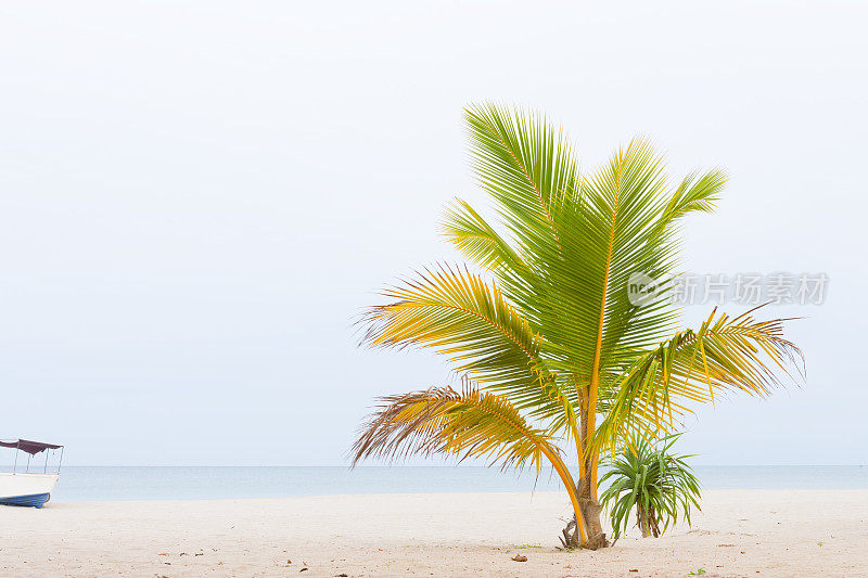 印度洋上有棕榈树的海滩