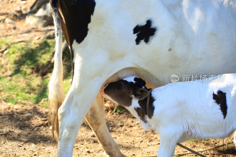 小牛从妈妈的乳房挤奶的特写