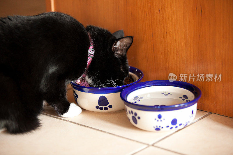 猫吃食物盘