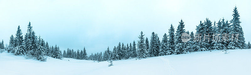 美丽的冬季景观和白雪覆盖的树木