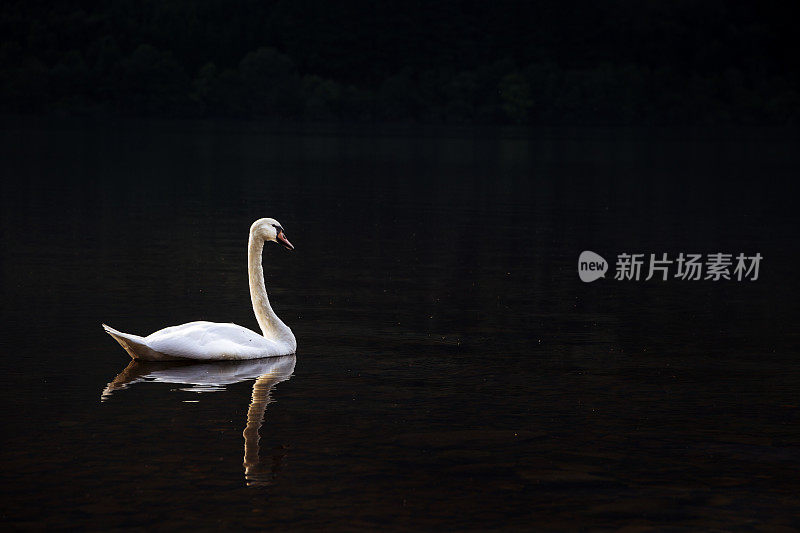 平静黑暗的水面上的天鹅