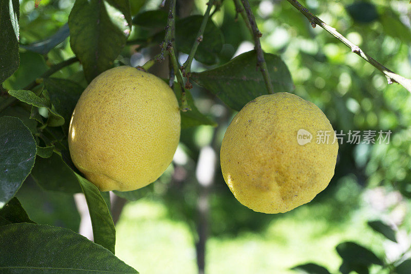 两个柠檬在树上