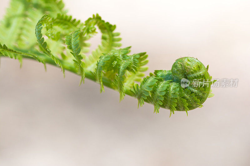 蕨类植物的分支