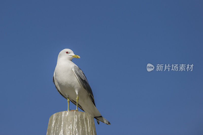 海鸥在杆子上守望，孤立在湛蓝的天空下