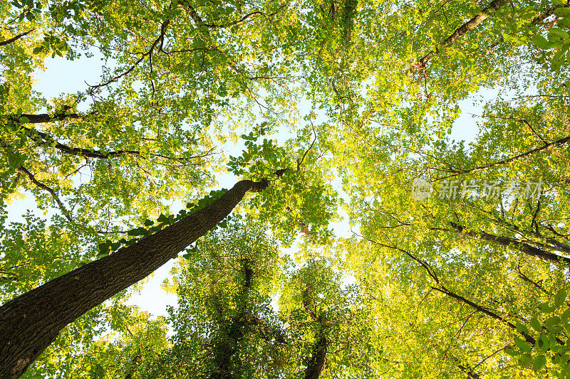 高橡树从下面与春天的叶子冠