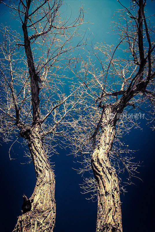 幽灵森林中的博斯克树