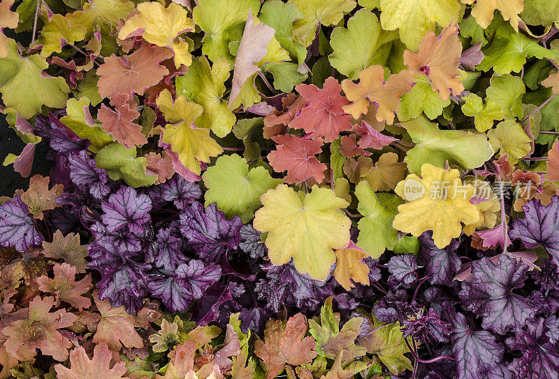 秋天的Heuchera，珊瑚钟，植物背景