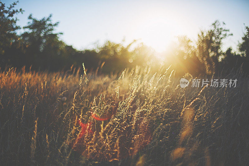 夕阳中的夏日草地