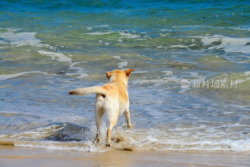 拉布拉多寻回犬