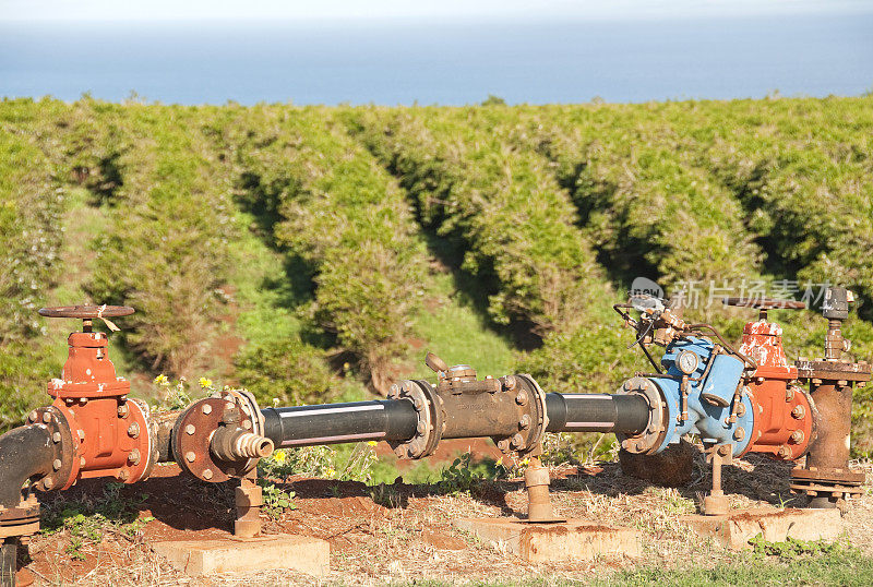 毛伊岛的灌溉和咖啡植物