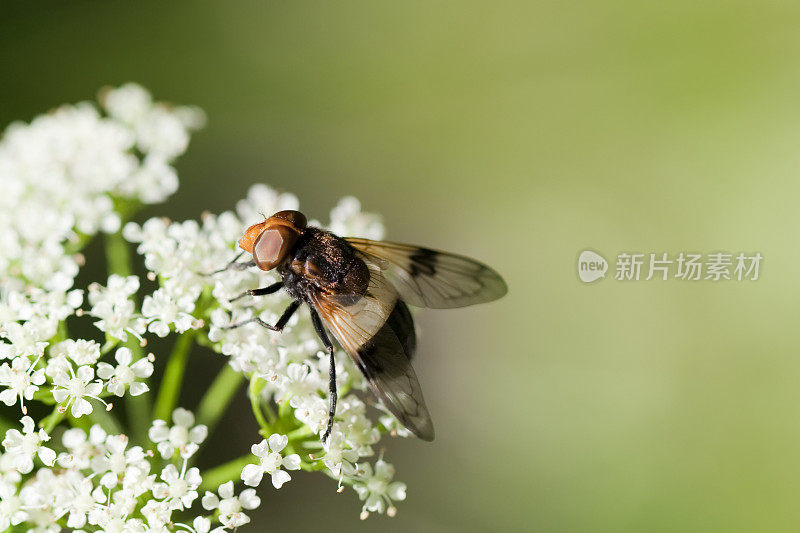 食蚜蝇在花