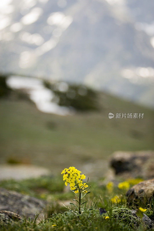 科罗拉多的乌特小道上的野花