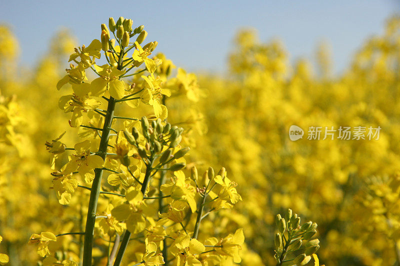 黄色的油菜地和蓝色的天空