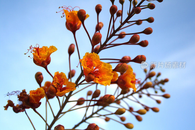 沙漠的野花