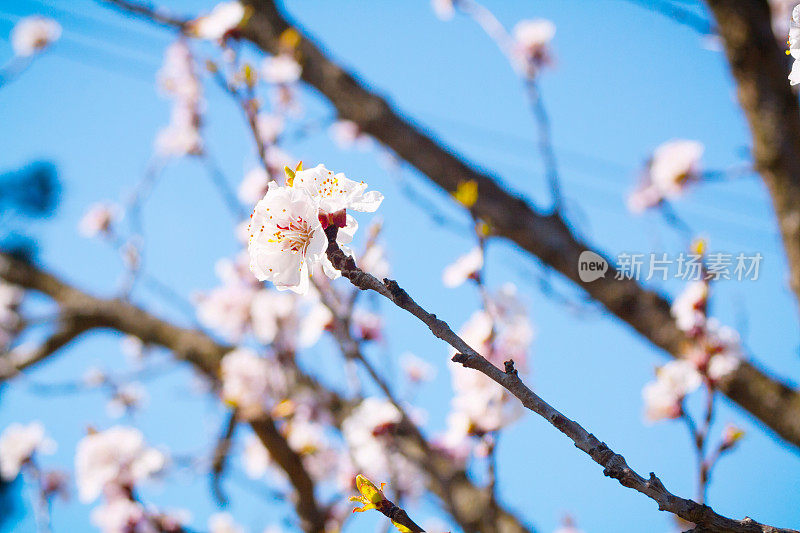 杏树花盛开