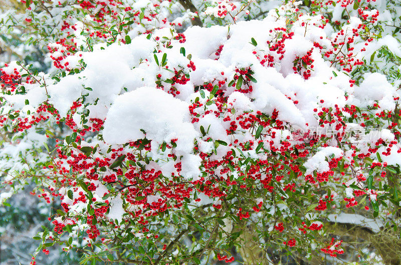 一束覆盖着雪的红色ashberry。