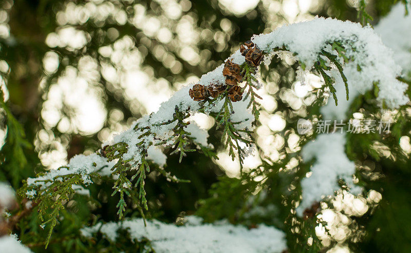 松树上的雪