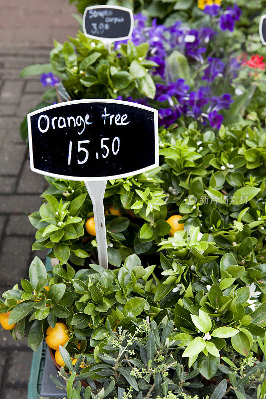 橘子树出售阿姆斯特丹花卉市场