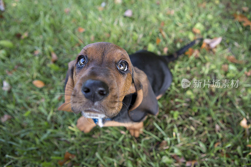 巴塞特猎犬