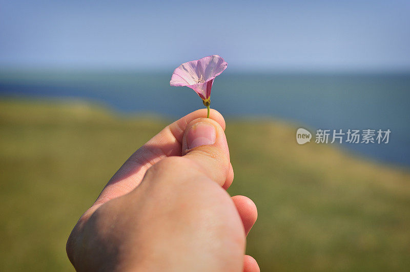 用手捏一朵球果小花