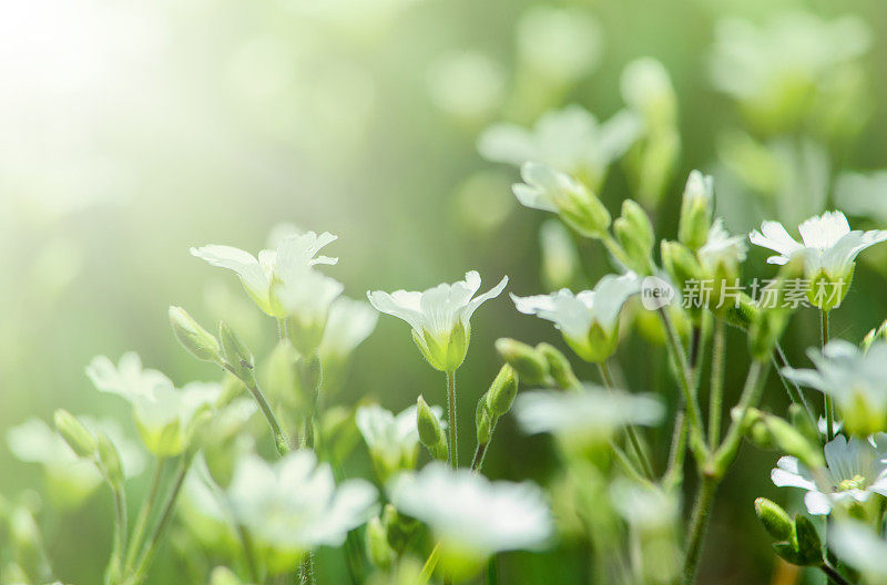早晨的阳光照在白色的野花上
