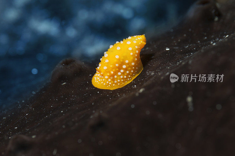 海洋生物