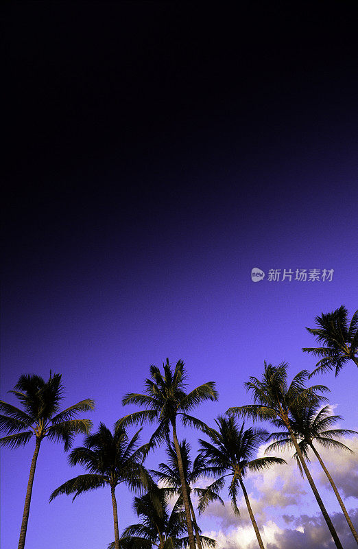 美国夏威夷瓦胡岛，椰子树。