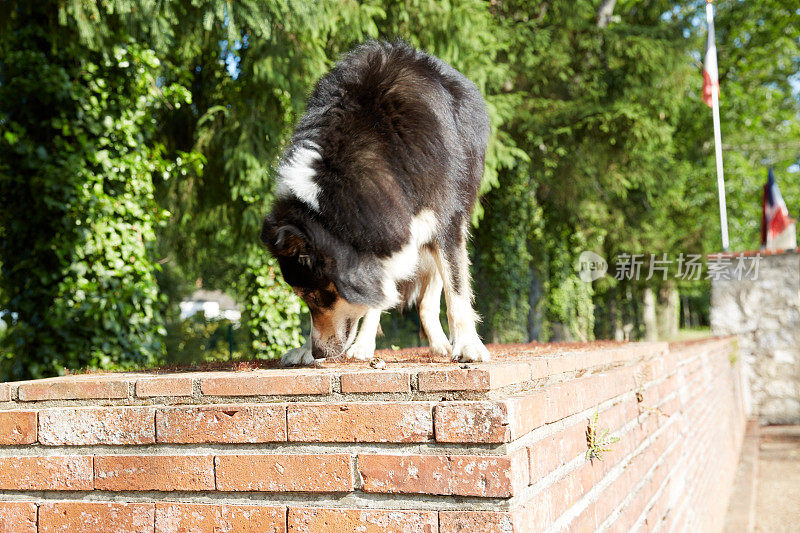 边境牧羊犬站在墙上嗅着地面