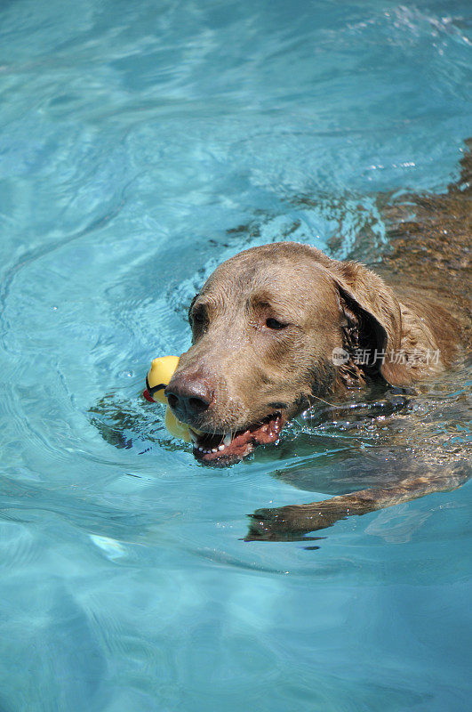游泳猎犬和玩具