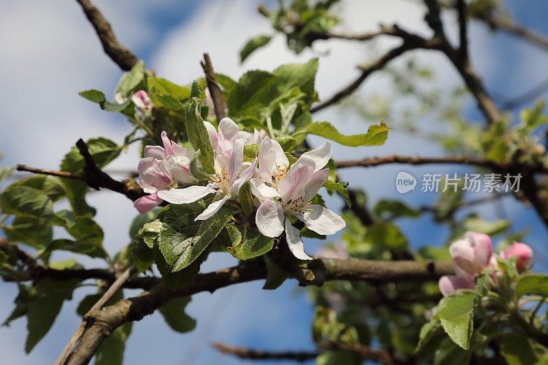 苹果树在春天开花