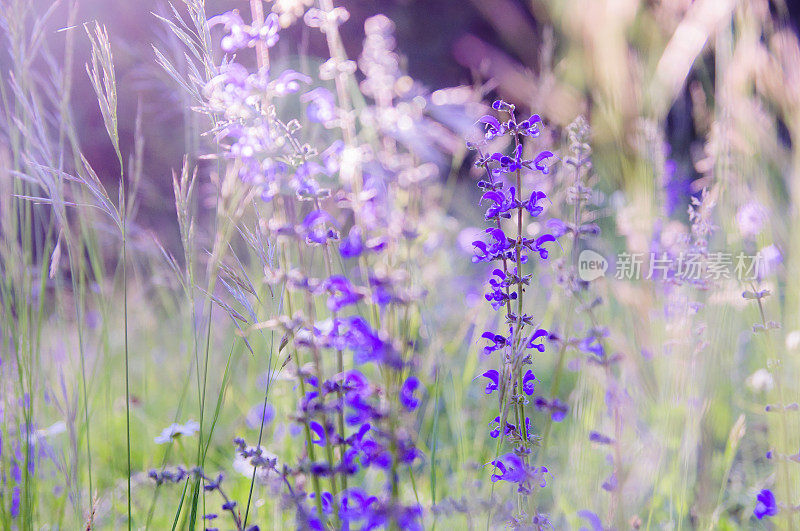 有野花的夏季草地(紫色草地鼠尾草)