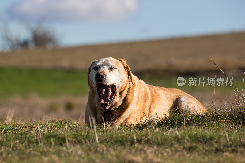 忠实的老拉布拉多犬在澳大利亚的乡村阳光下晒太阳
