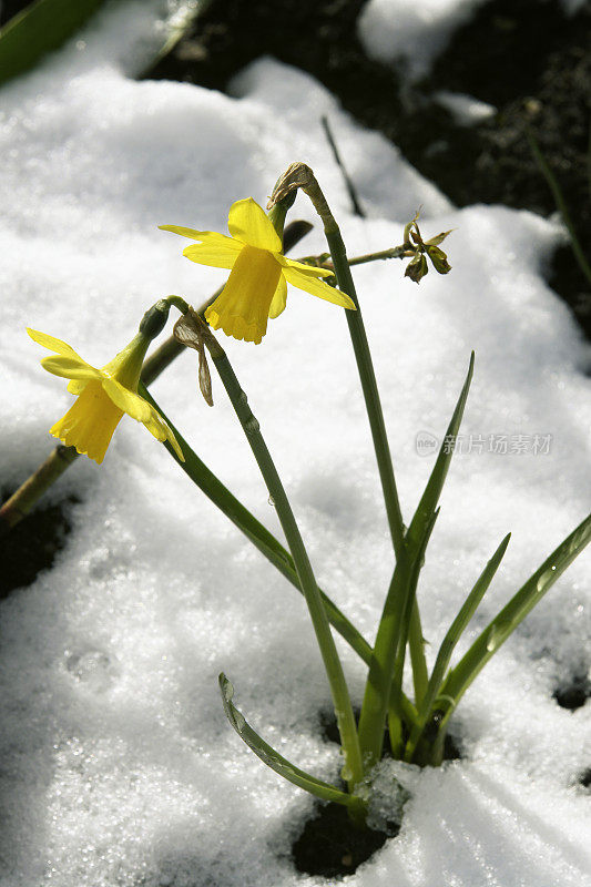 水仙花