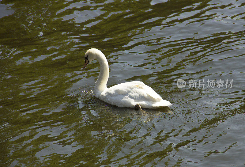 天鹅在布鲁日