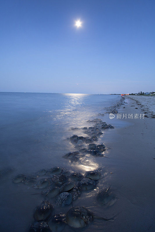 马蹄蟹产卵高潮屠杀海滩特拉华湾海浪