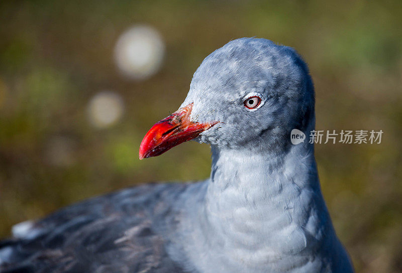 阿根廷:乌斯怀亚的海豚海鸥