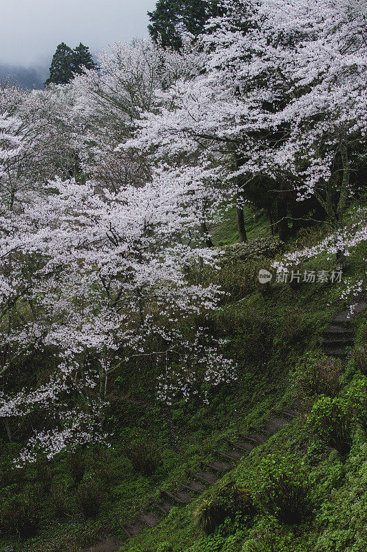 樱花盛开在小径的台阶上