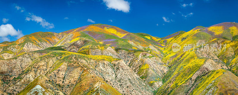 卡瑞佐平原，麦基特里克山顶下的鲜花覆盖的丘陵全景