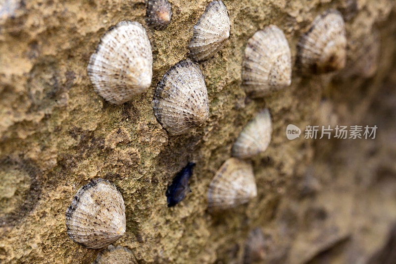 西班牙马略卡岛海岸的贝壳