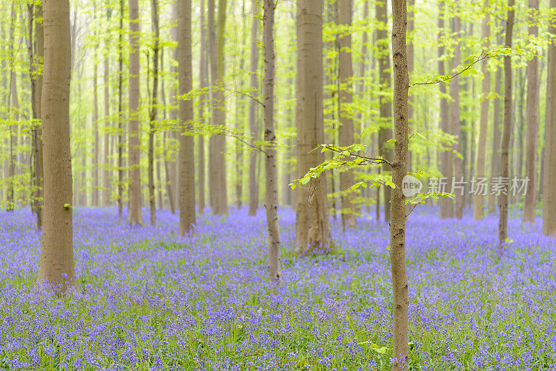 山毛榉树和蓝铃草在春天的森林里开花