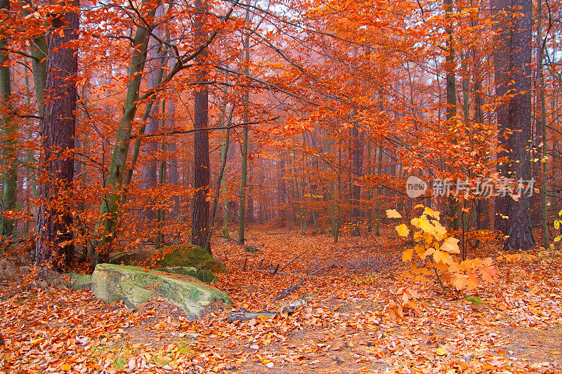 雾蒙蒙的秋天的森林