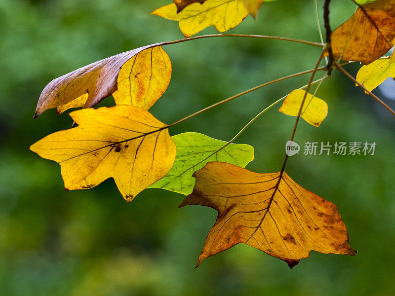 秋天的树叶变颜色的绿色模糊的树的背景